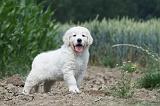 GOLDEN RETRIEVER 633
